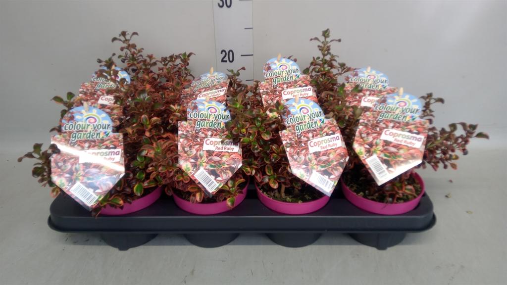Горшечные цветы и растения оптом Coprosma Repens от 8шт из Голландии с доставкой по России
