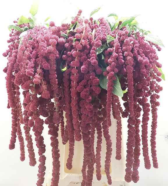 Срезанные цветы оптом Amaranthus caudatus rosary от 50шт из Голландии с доставкой по России