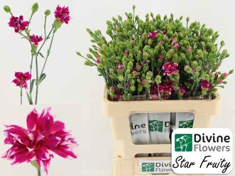 Срезанные цветы оптом Dianthus sp star fruity tessino от 60шт из Голландии с доставкой по России