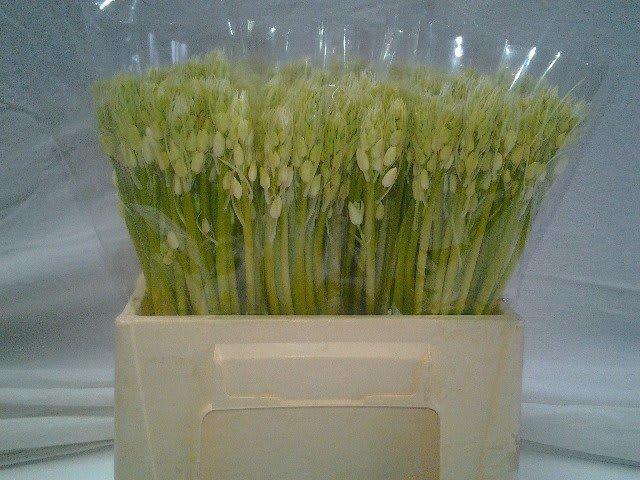 Срезанные цветы оптом Scilla white от 200шт из Голландии с доставкой по России