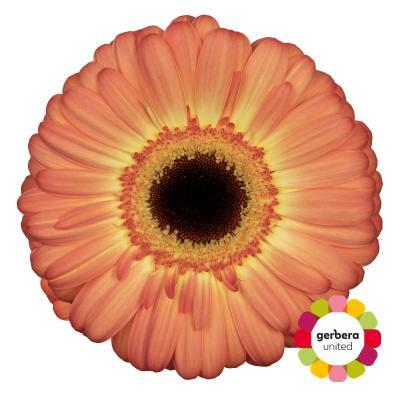 Срезанные цветы оптом Gerbera diamond dino от 15шт из Голландии с доставкой по России