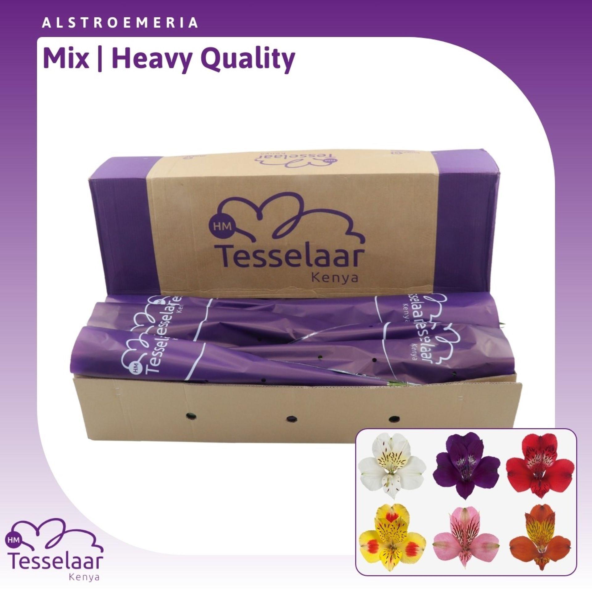 Срезанные цветы оптом Alstroemeria mix in bucket от 240шт из Голландии с доставкой по России