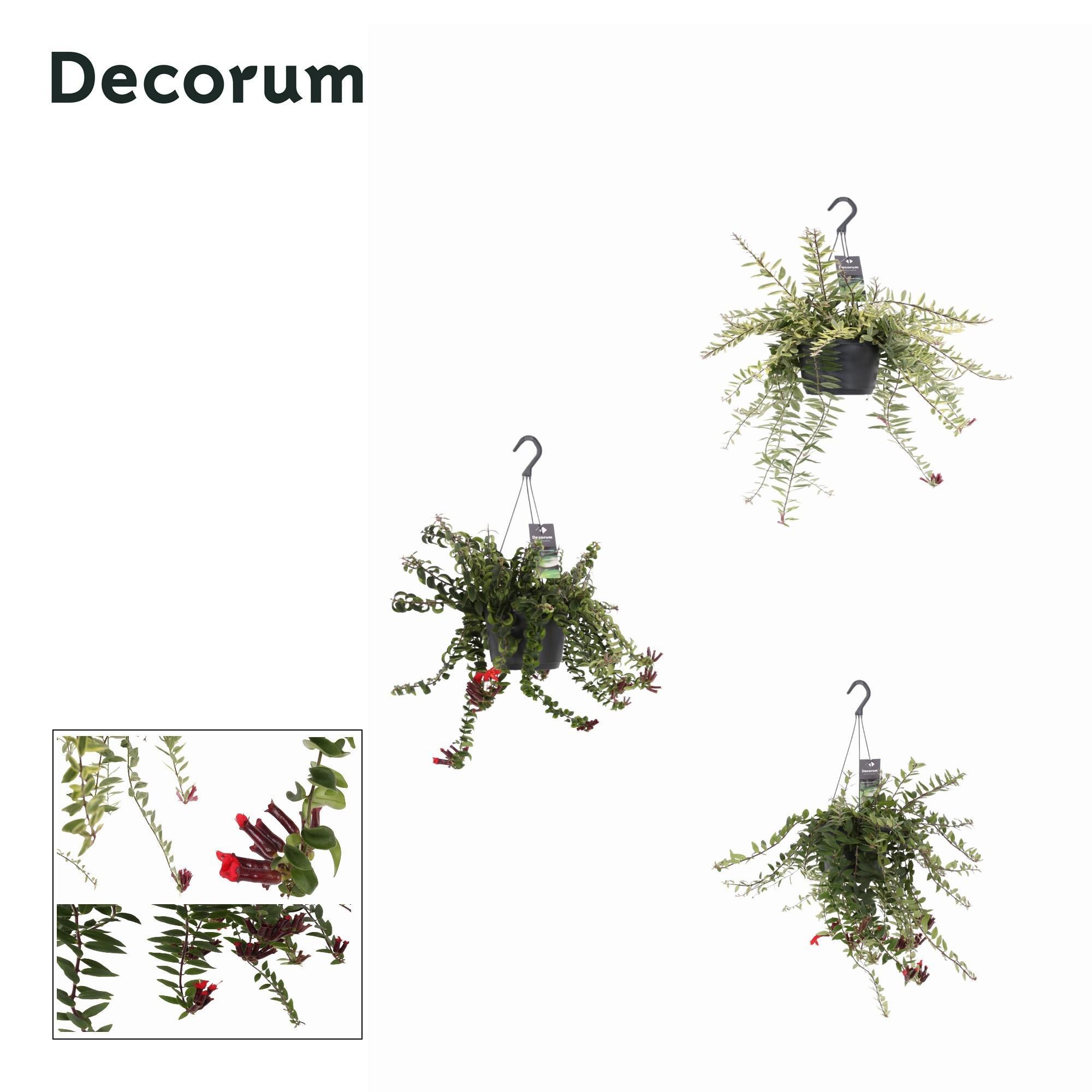 Горшечные цветы и растения оптом Aeschynanthus Mix от 6шт из Голландии с доставкой по России