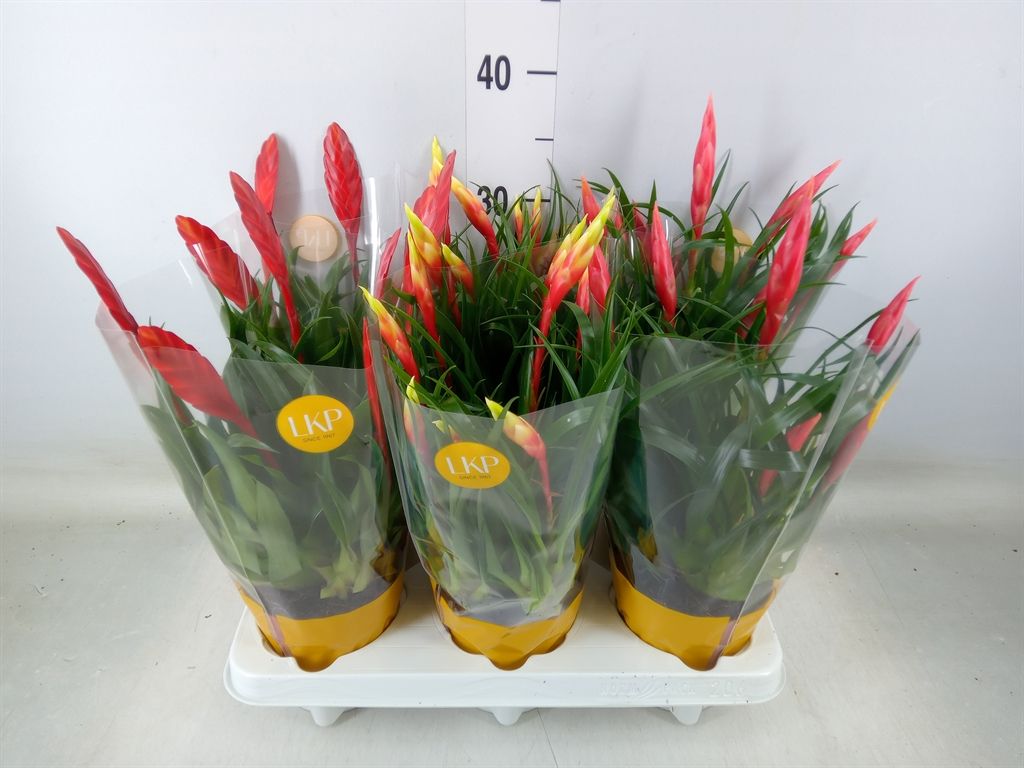 Горшечные цветы и растения оптом Vriesea  Mf   ...mix 2 от 6шт из Голландии с доставкой по России