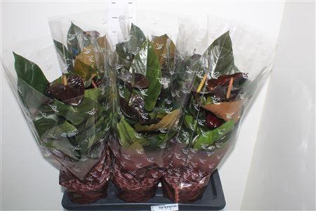 Горшечные цветы и растения оптом Anthu An Jambo Black от 6шт из Голландии с доставкой по России