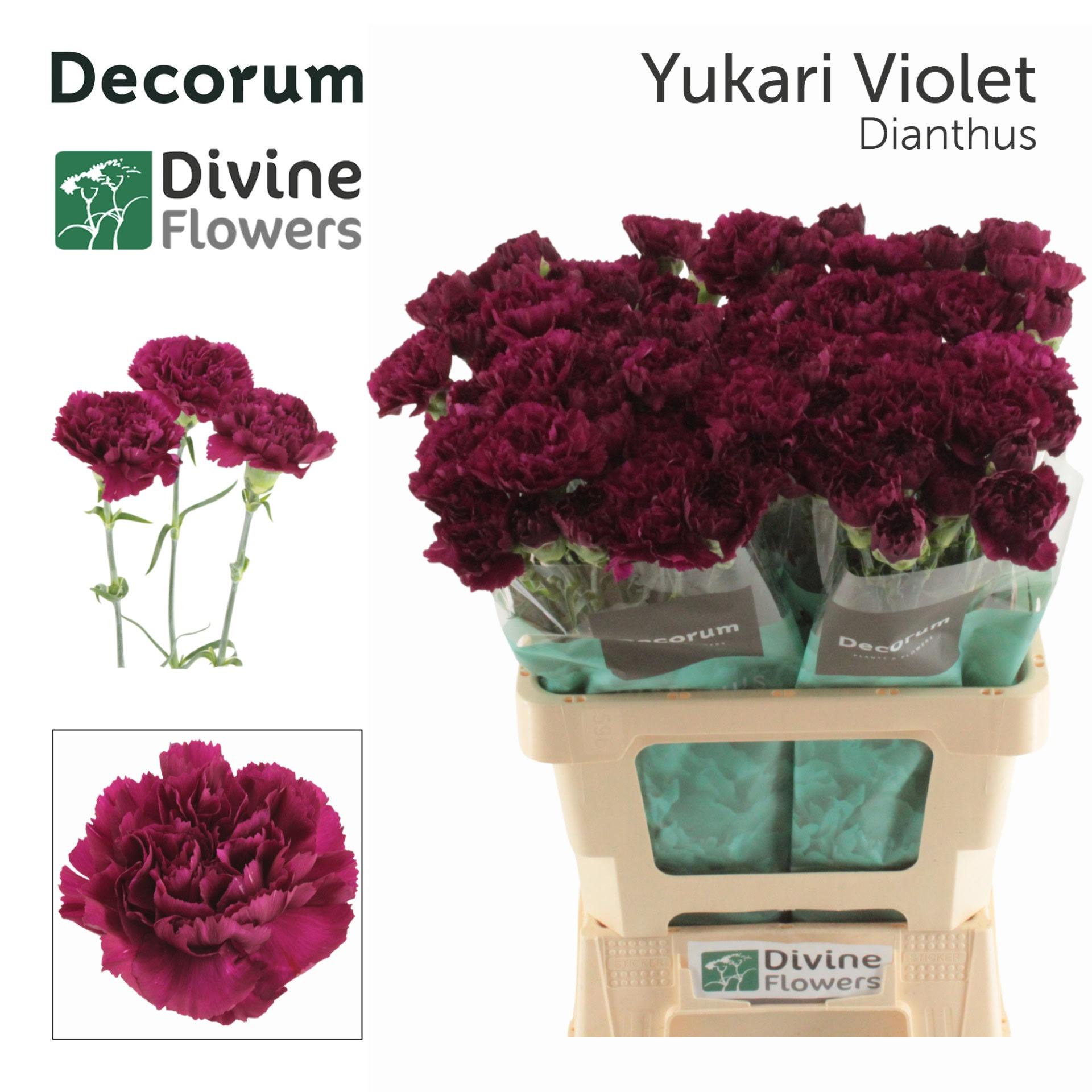Срезанные цветы оптом Dianthus st yukari violet от 80шт из Голландии с доставкой по России