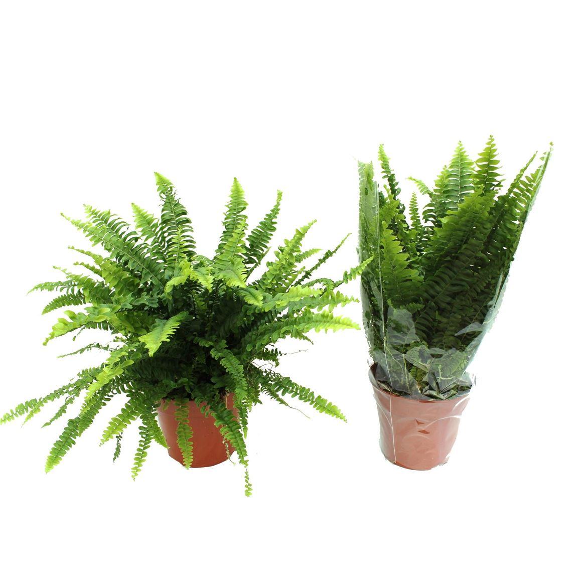 Горшечные цветы и растения оптом Nephrolepis Green Lady от 6шт из Голландии с доставкой по России