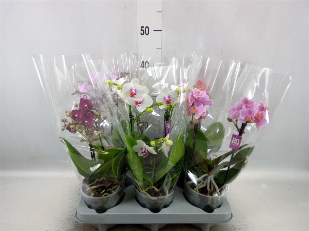 Горшечные цветы и растения оптом Phalaenopsis Multi.   ...mix от 6шт из Голландии с доставкой по России