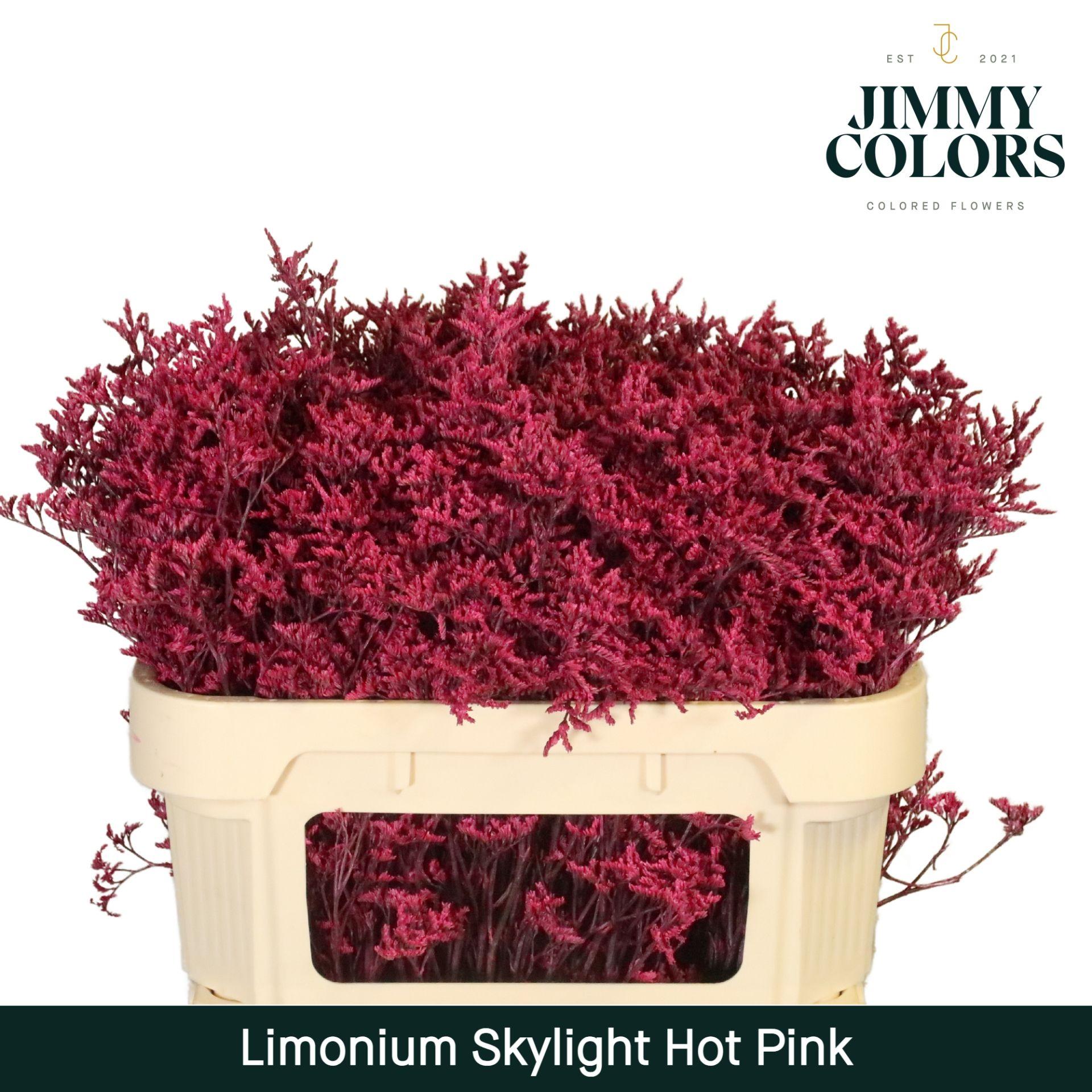 Срезанные цветы оптом Limonium paint hot pink от 50шт. из Голландии с доставкой по России
