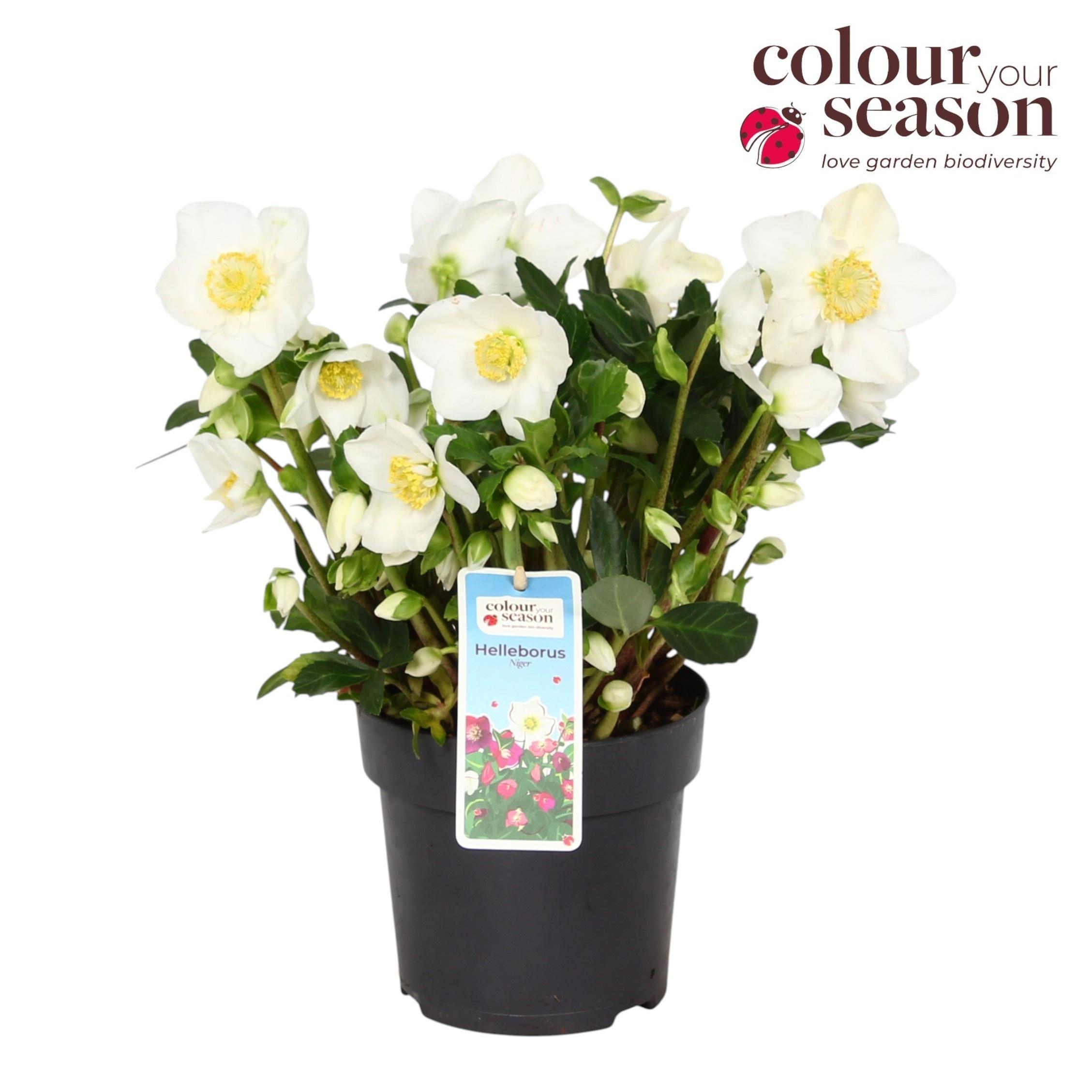 Горшечные цветы и растения оптом Helleborus Niger от 6шт из Голландии с доставкой по России