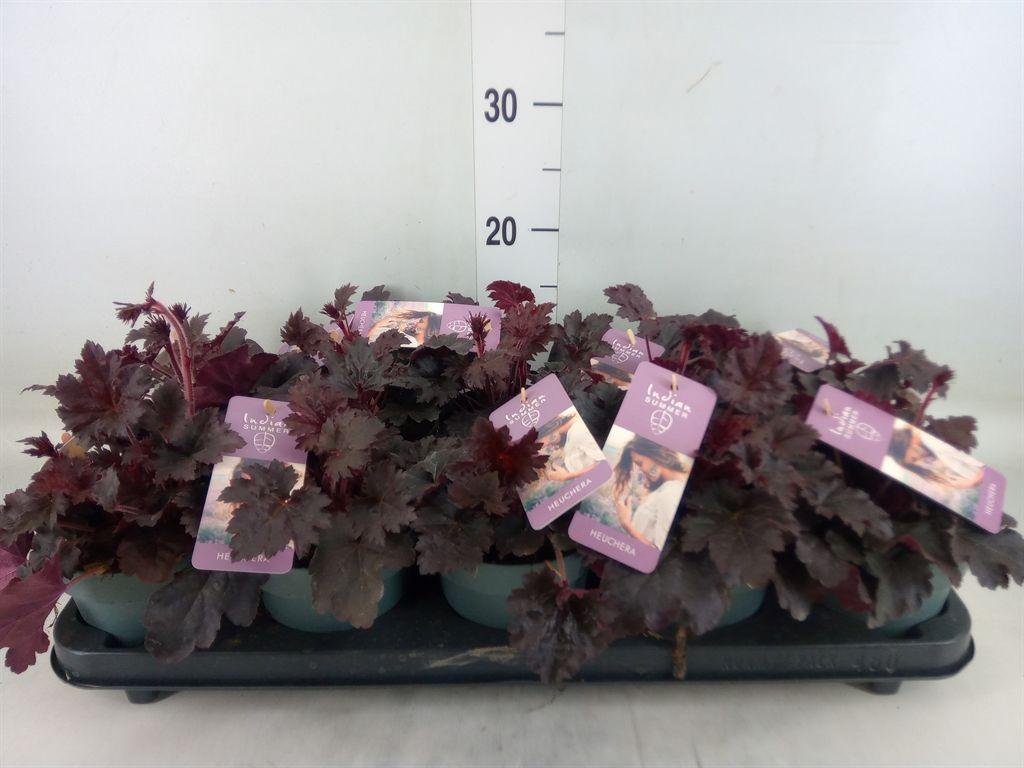 Горшечные цветы и растения оптом Heuchera   ... от 10шт из Голландии с доставкой по России
