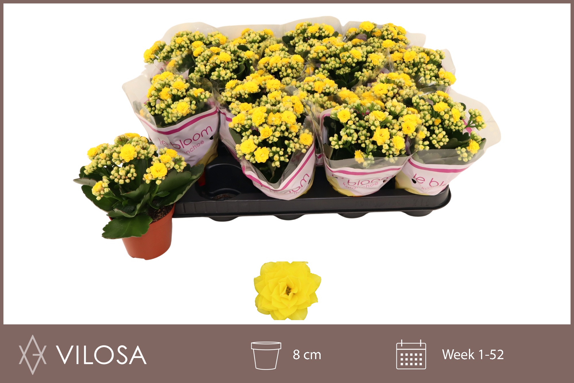 Горшечные цветы и растения оптом Kal Ge Nolin Yellow от 16шт (для телеги) из Голландии с доставкой по России