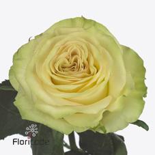 Срезанные цветы оптом Rosa ec dynamic от 40шт из Голландии с доставкой по России