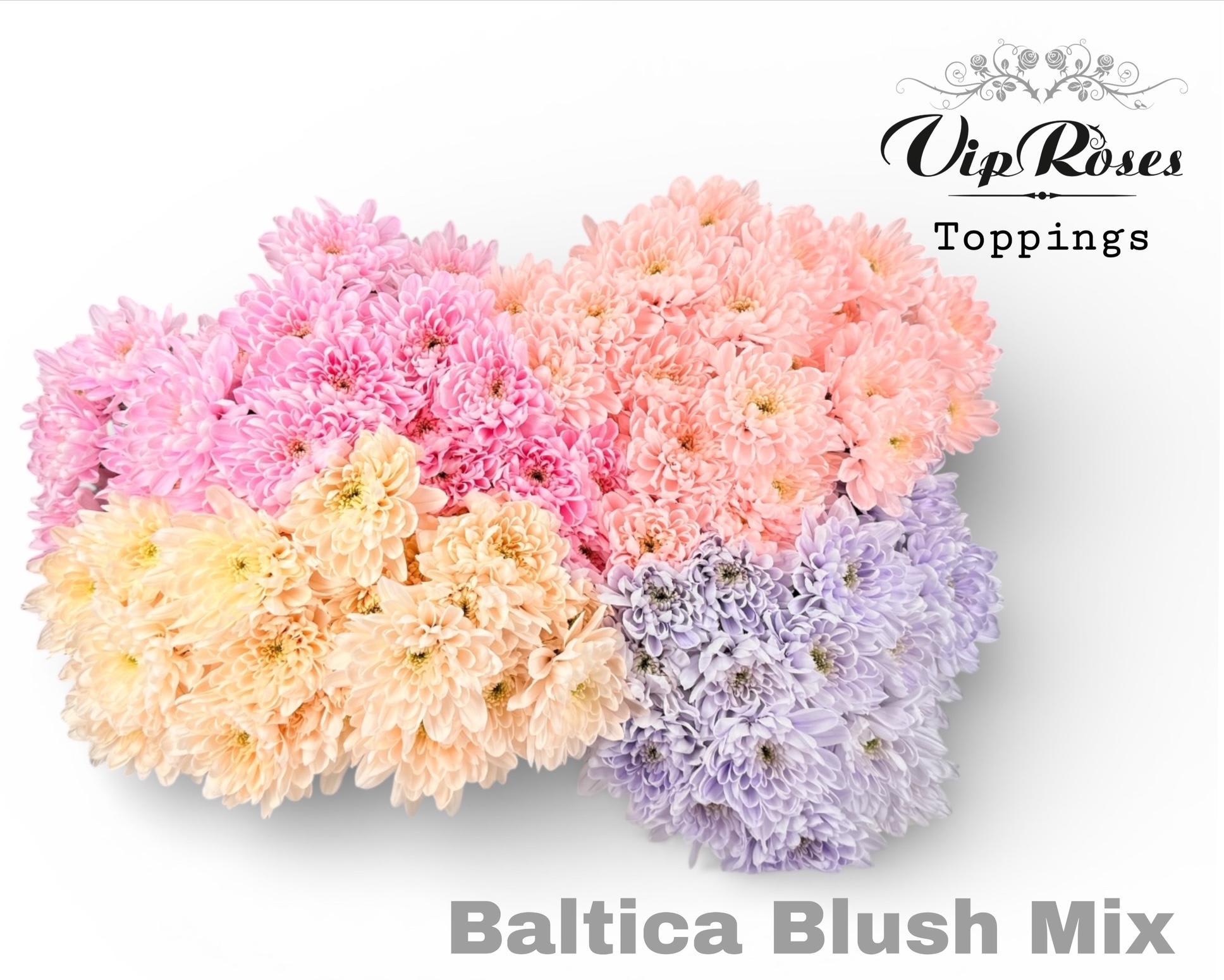 Срезанные цветы оптом Chrys sp paint baltica blush mix от 20шт из Голландии с доставкой по России