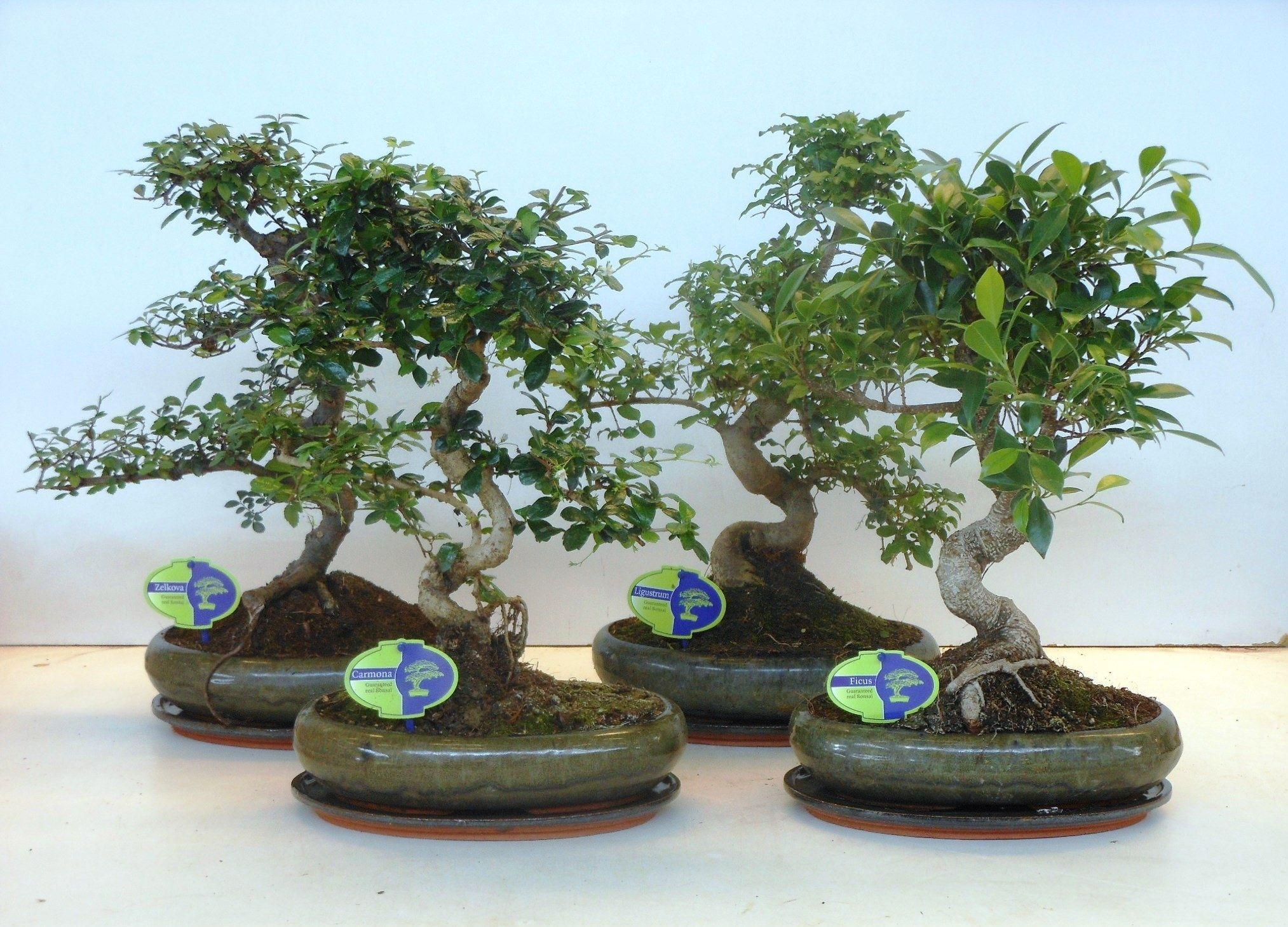 Горшечные цветы и растения оптом Bonsai Mix, Indoor, With Drip Tray от 2шт из Голландии с доставкой по России