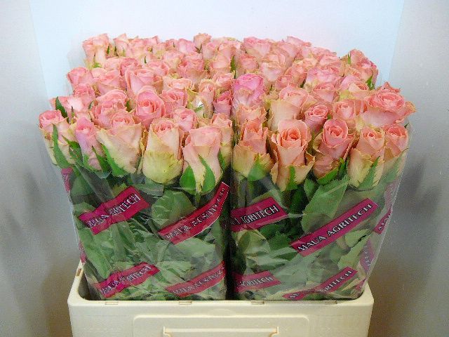 Срезанные цветы оптом Rosa large hermosa+ от 80шт из Голландии с доставкой по России