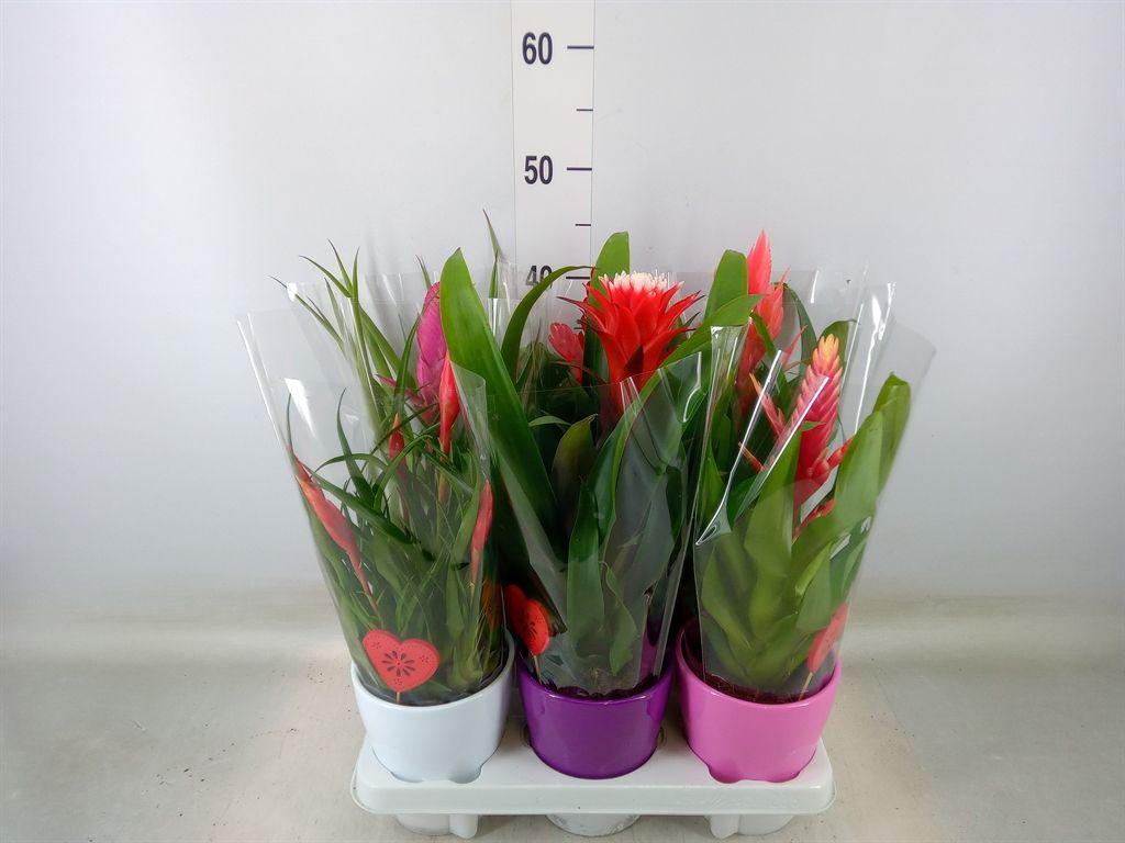 Горшечные цветы и растения оптом Bromelia   ...mix от 6шт из Голландии с доставкой по России