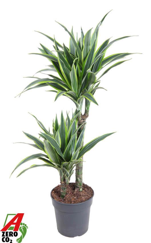 Горшечные цветы и растения оптом Dracaena Lemon Lime Jumbo 45-15 от 1шт из Голландии с доставкой по России