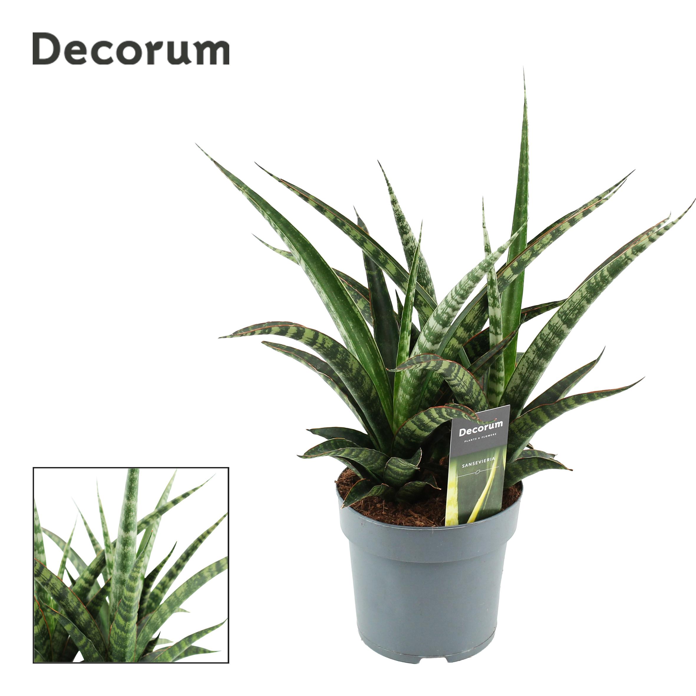 Горшечные цветы и растения оптом Sansevieria Tiger Crown (decorum) от 7шт из Голландии с доставкой по России