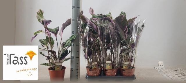 Горшечные цветы и растения оптом Calat Fusion White от 6шт из Голландии с доставкой по России