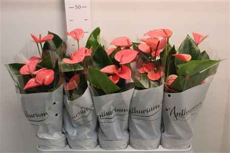 Горшечные цветы и растения оптом Anthu An Pink Champi 4+ от 10шт из Голландии с доставкой по России