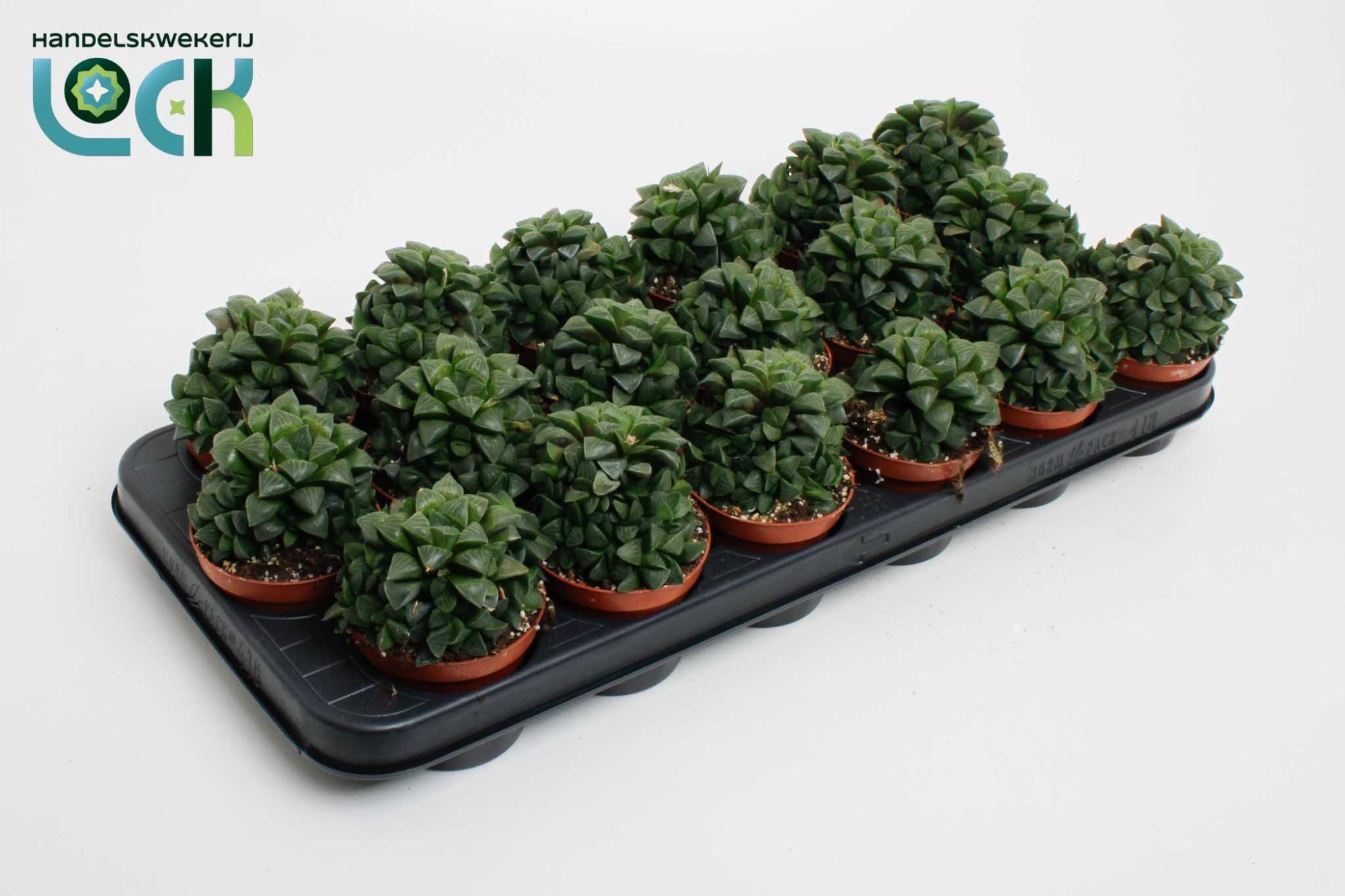 Горшечные цветы и растения оптом Haworthia Cymbiformis от 12шт (для телеги) из Голландии с доставкой по России