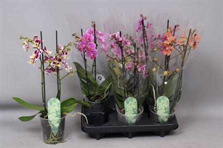 Горшечные цветы и растения оптом Phal Mf Gem 6 Kl 2 Branches 22+ от 6шт из Голландии с доставкой по России