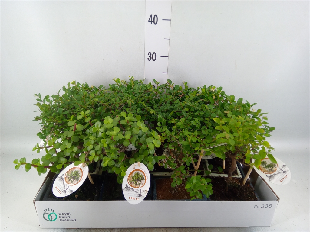 Горшечные цветы и растения оптом Bonsai   ...mix от 13шт из Голландии с доставкой по России