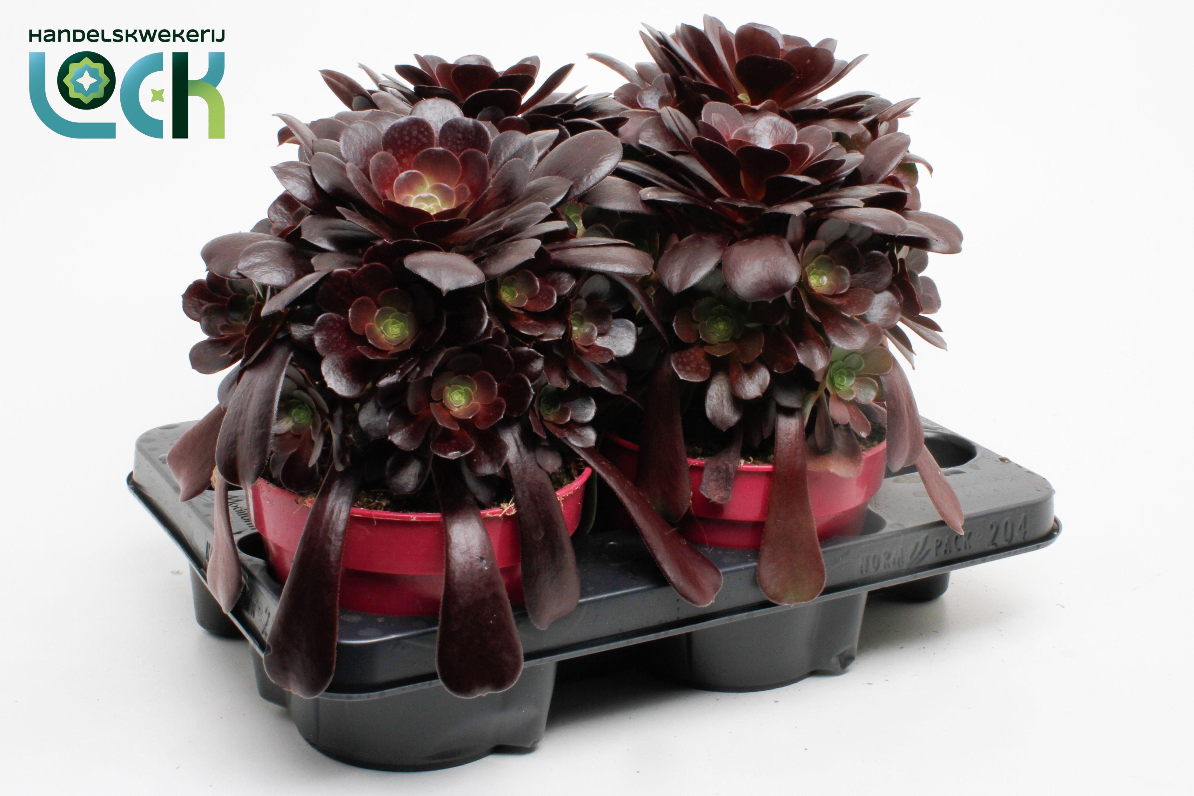 Горшечные цветы и растения оптом Aeonium Arboreum от 4шт из Голландии с доставкой по России