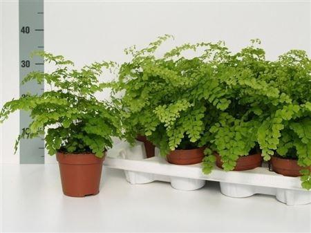 Горшечные цветы и растения оптом Adian Rad Fragrans от 8шт из Голландии с доставкой по России