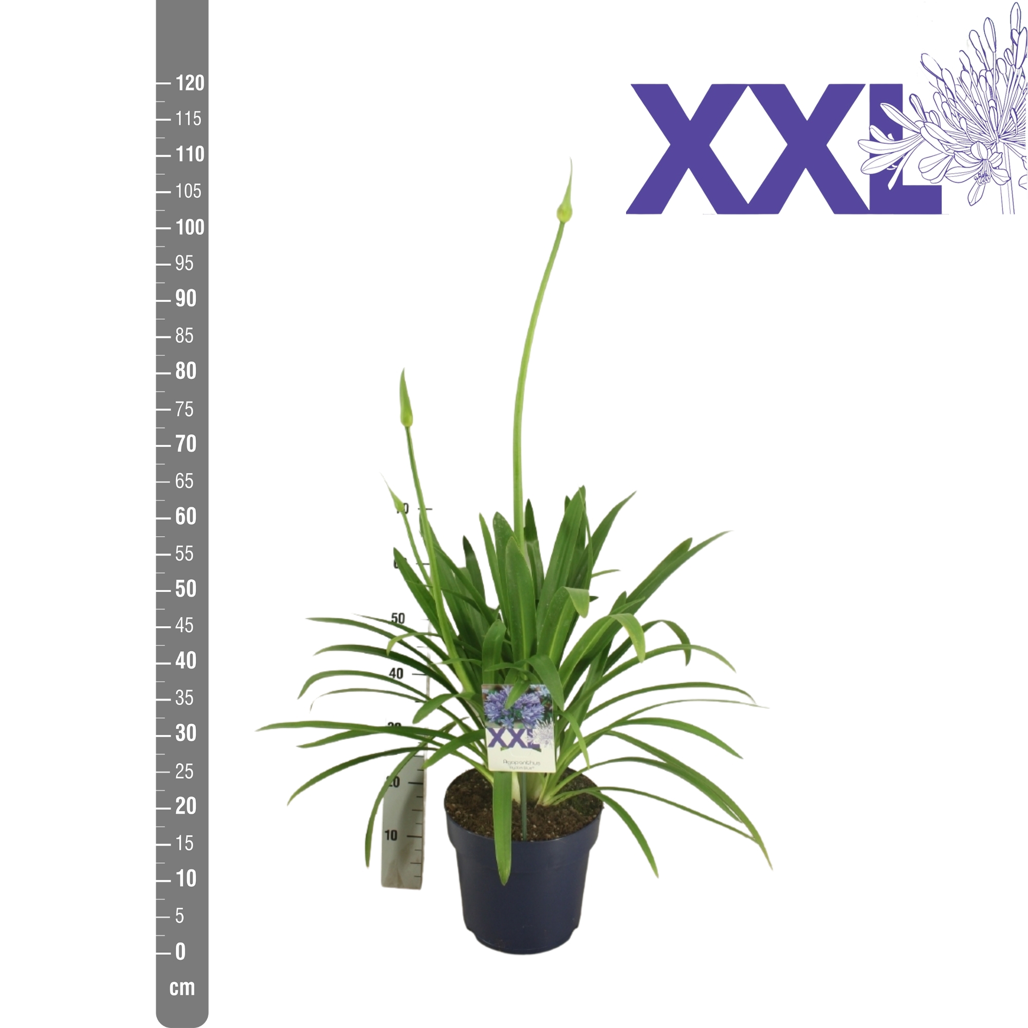 Горшечные цветы и растения оптом Agapanthus Blauw Pot 27 Eydori Grootbl. Knop In Ge от 1шт из Голландии с доставкой по России