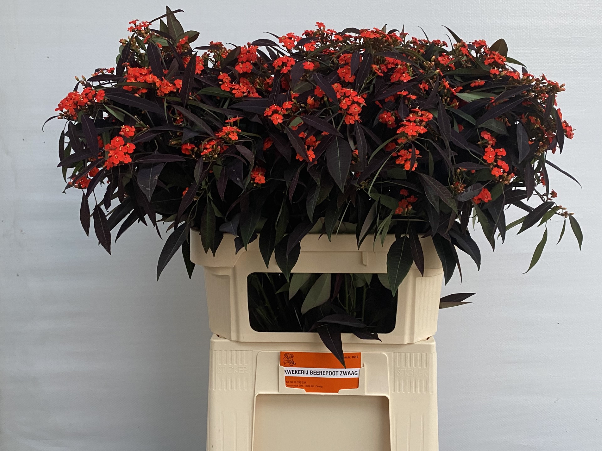 Срезанные цветы оптом Euphorbia sp ruby red от 60шт из Голландии с доставкой по России