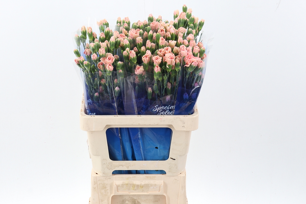 Срезанные цветы оптом Dianthus sp brown sugar от 100шт из Голландии с доставкой по России