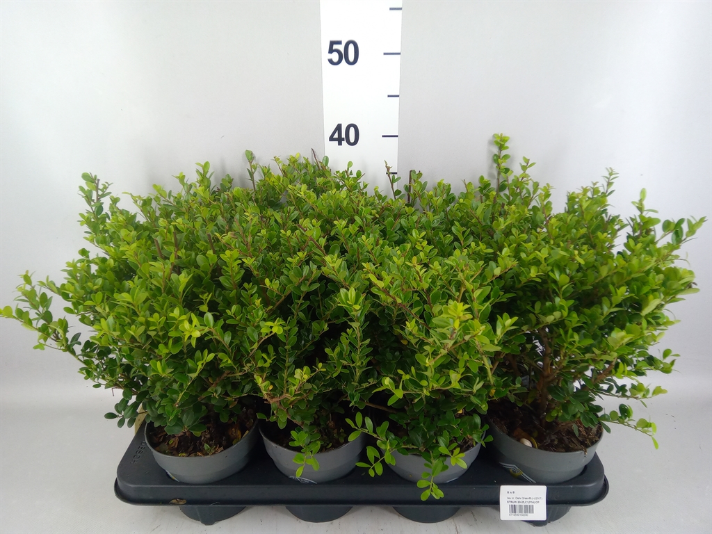 Горшечные цветы и растения оптом Ilex Crenata dark Green от 8шт из Голландии с доставкой по России