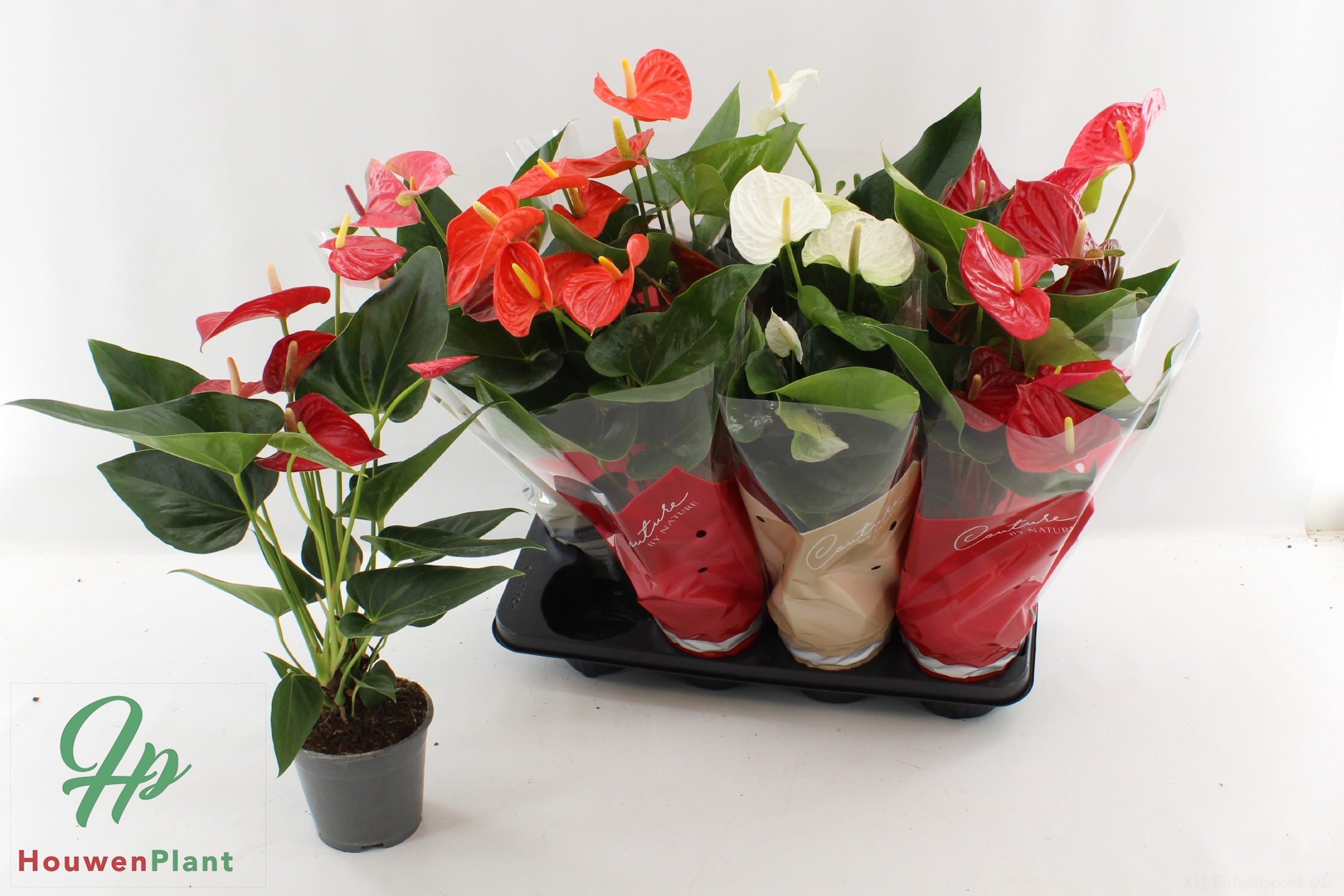 Горшечные цветы и растения оптом Anthu An Gem 4 Kl от 8шт из Голландии с доставкой по России