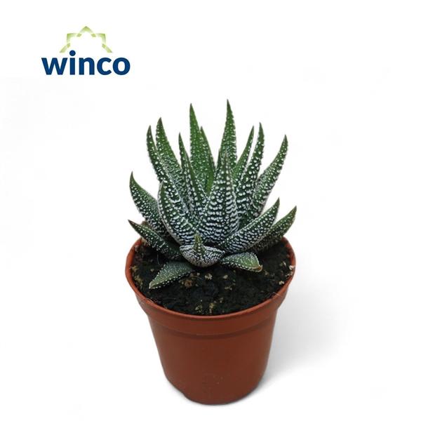 Горшечные цветы и растения оптом Haworthia Fasciata Concolor от 20шт (для телеги) из Голландии с доставкой по России