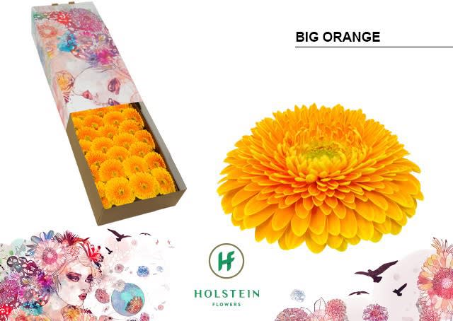 Срезанные цветы оптом Gerbera gerponi big orange от 50шт из Голландии с доставкой по России