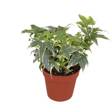 Горшечные цветы и растения оптом Hedera Yellow Ripple от 18шт (для телеги) из Голландии с доставкой по России