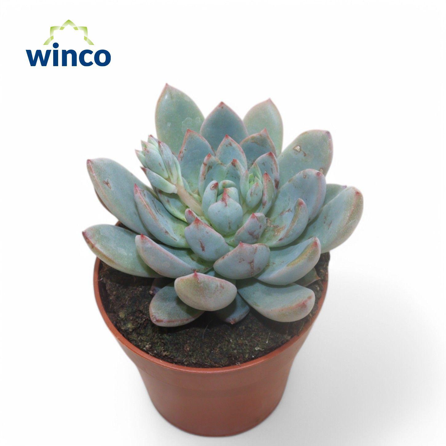 Горшечные цветы и растения оптом Echeveria Yummie от 18шт (для телеги) из Голландии с доставкой по России