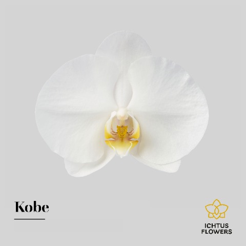 Срезанные цветы оптом Phalaenopsis kobe (per flower) от 100шт из Голландии с доставкой по России