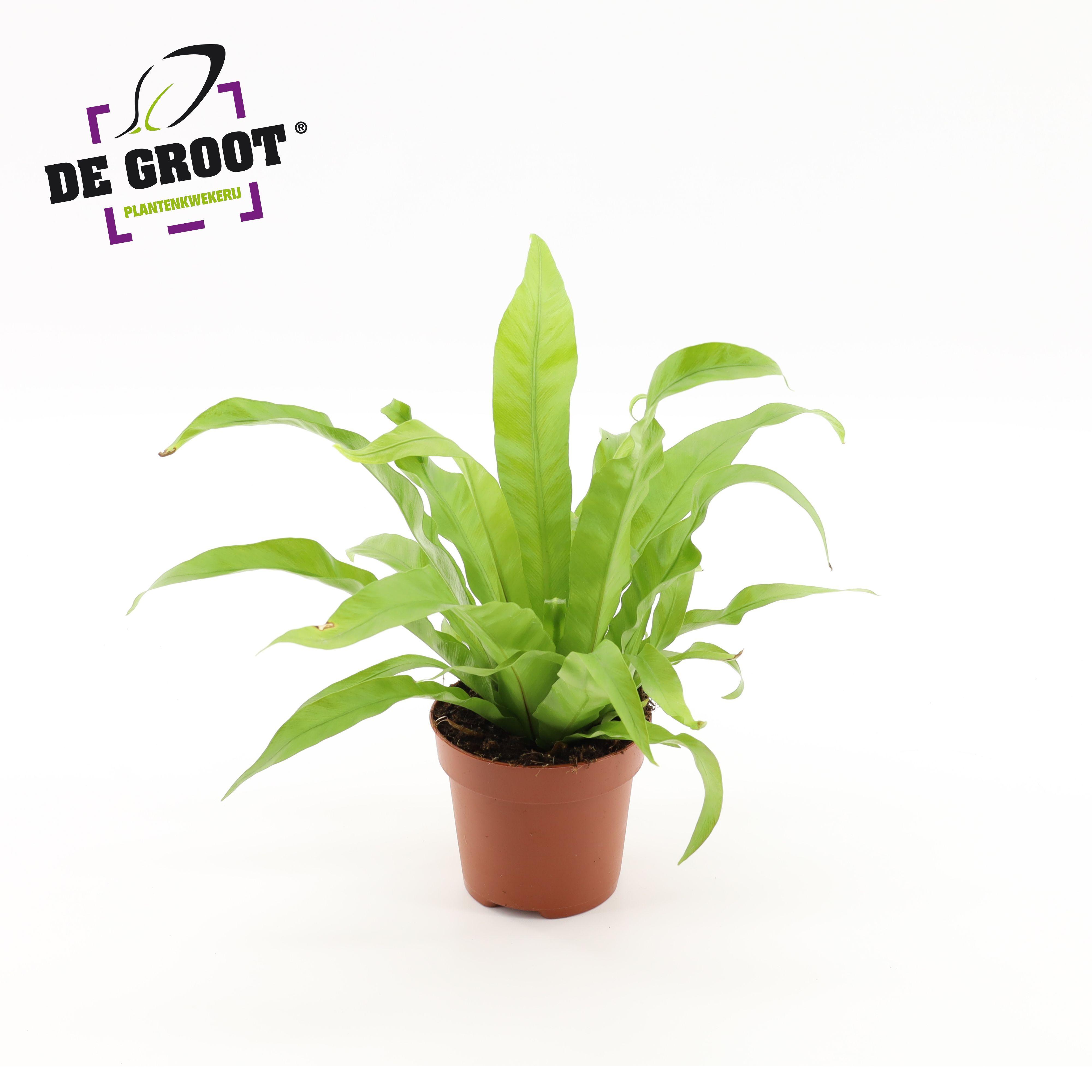 Горшечные цветы и растения оптом Asplenium Antiquum A от 10шт из Голландии с доставкой по России