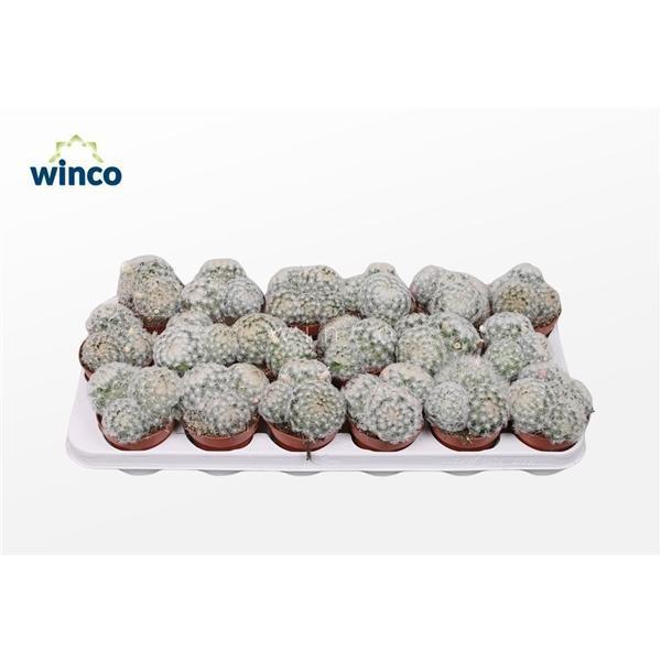 Горшечные цветы и растения оптом Mammillaria Plumosa от 18шт (для телеги) из Голландии с доставкой по России
