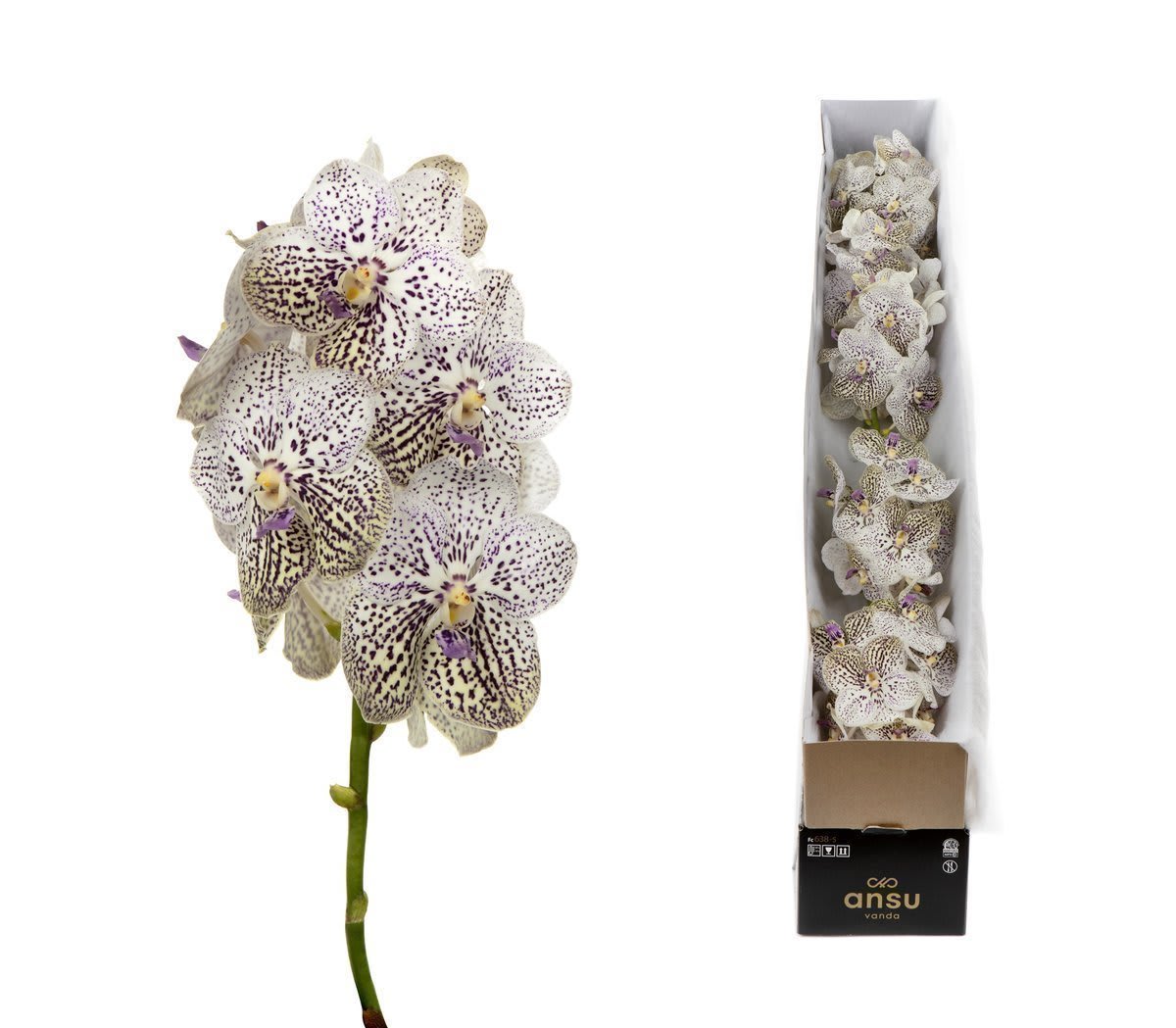 Срезанные цветы оптом Vanda sunanda purple confetti per stem от 5шт из Голландии с доставкой по России