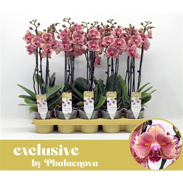 Горшечные цветы и растения оптом Phal 2st Pirate Picotee Peloric от 10шт из Голландии с доставкой по России