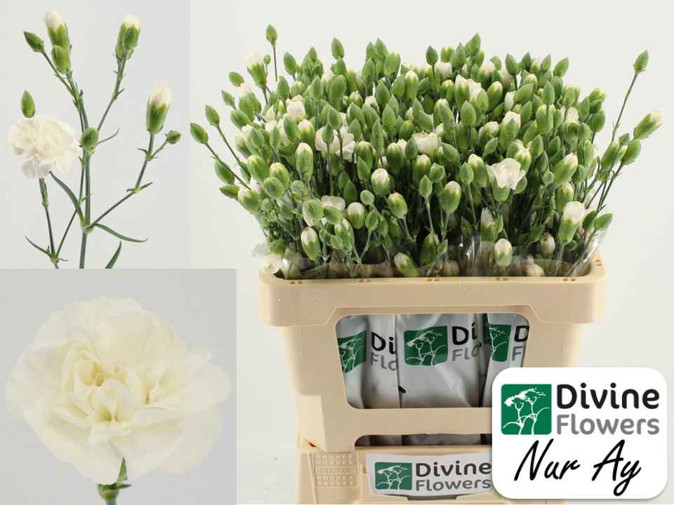 Срезанные цветы оптом Dianthus sp nur ay от 60шт из Голландии с доставкой по России