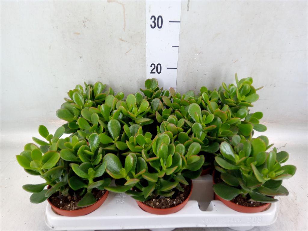 Горшечные цветы и растения оптом Crassula Ovata от 8шт из Голландии с доставкой по России