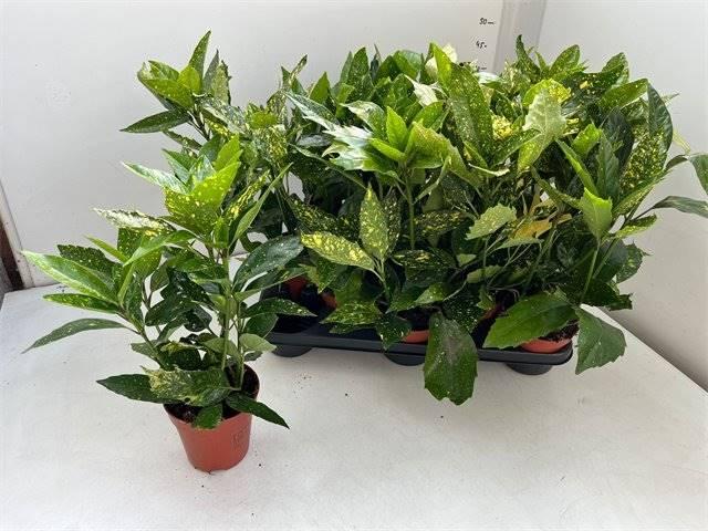 Горшечные цветы и растения оптом Aucuba J Variegata от 10шт из Голландии с доставкой по России