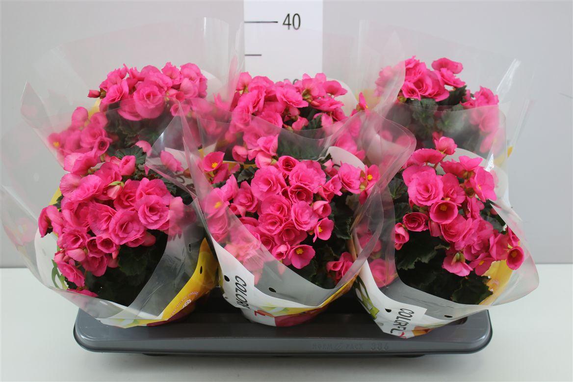 Горшечные цветы и растения оптом Begonia Hl Adonia Pink от 6шт (для телеги) из Голландии с доставкой по России