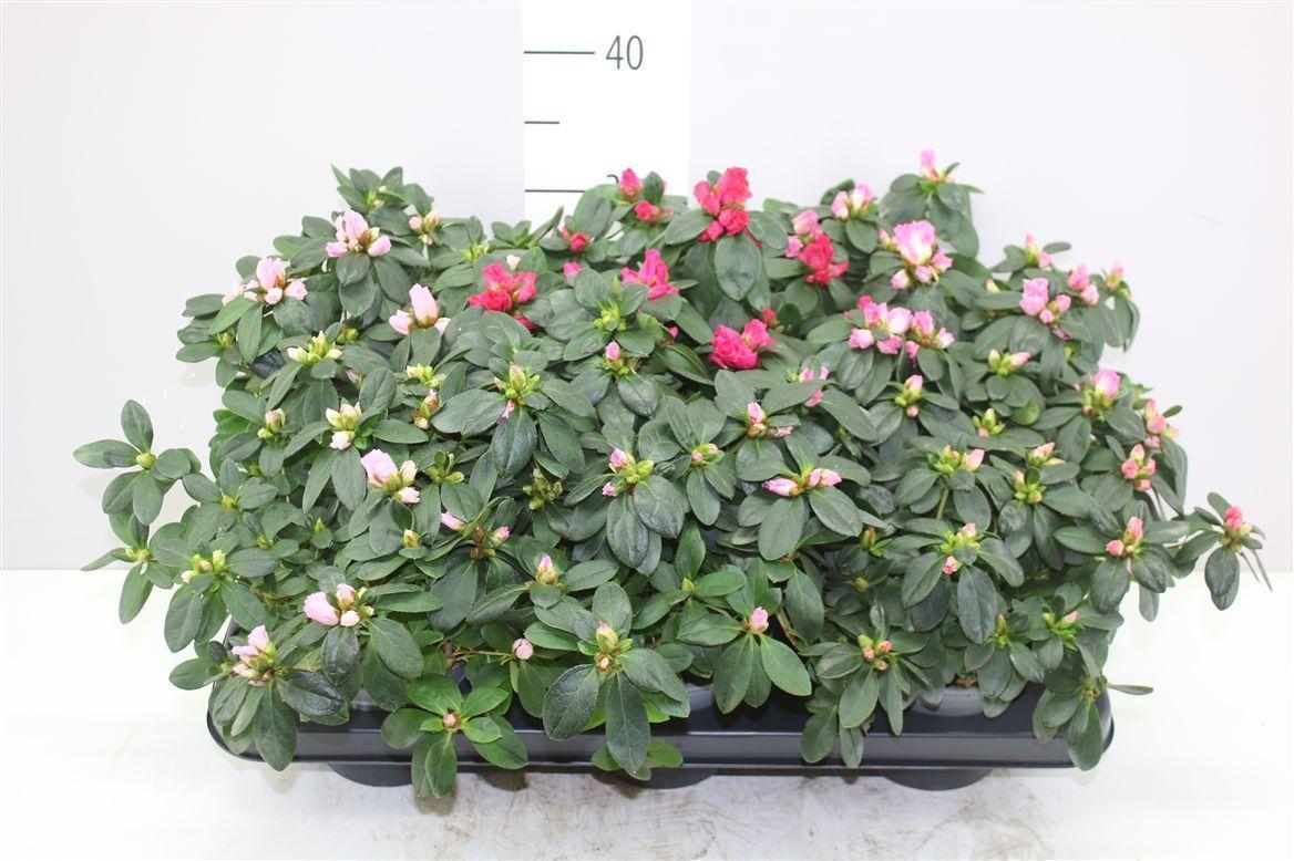 Горшечные цветы и растения оптом Rhododendron Si Gemengd от 6шт из Голландии с доставкой по России