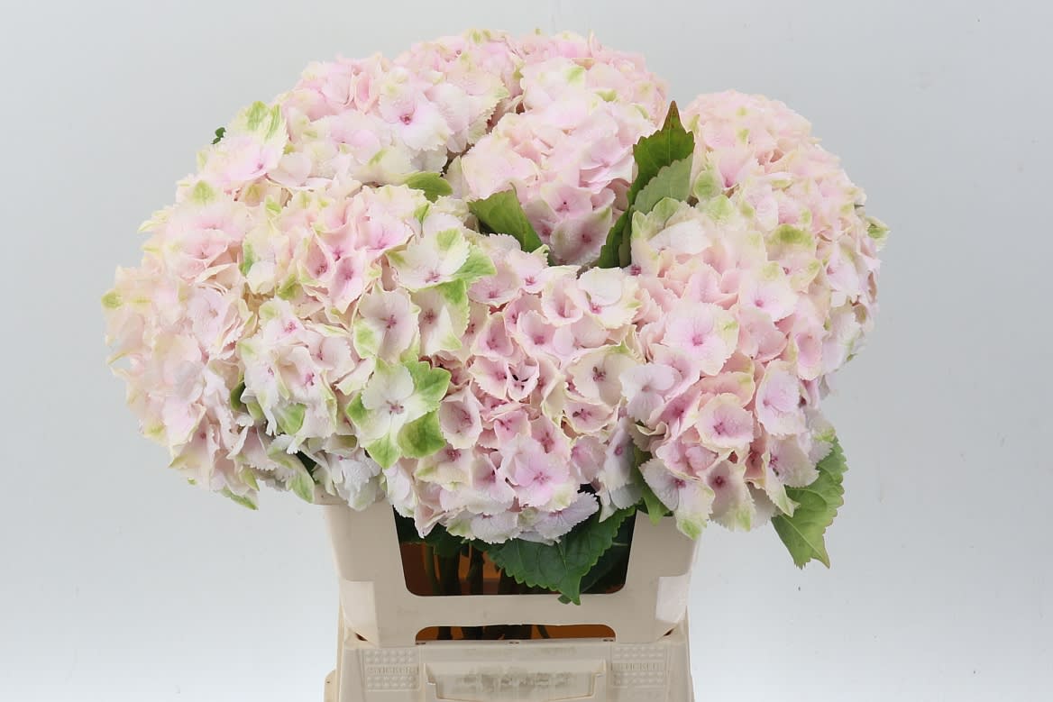 Срезанные цветы оптом Hydrangea mag emerald от 10шт из Голландии с доставкой по России